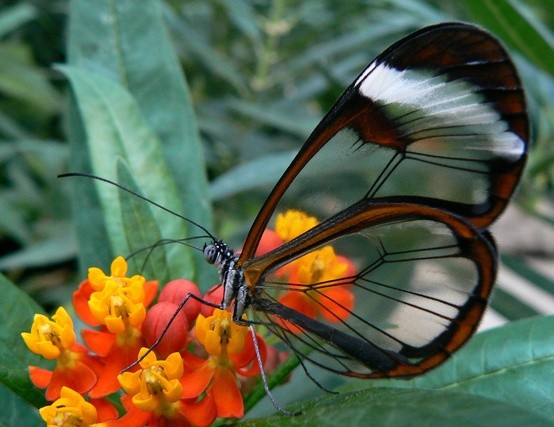 Photo:  Glasswing butterfly